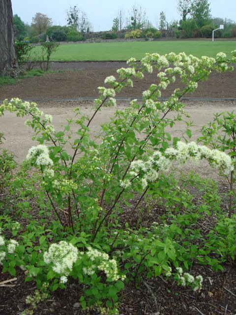 Neviusia alabamensis P2C P7